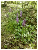 IMG_20170503_124700